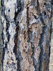Pinus engelmannii