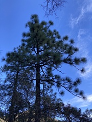 Pinus engelmannii