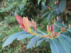 Viburnum odoratissimum