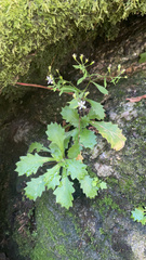 Micranthes petiolaris