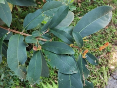 Viburnum odoratissimum