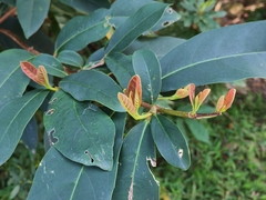 Viburnum odoratissimum