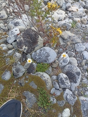 Brachyscome sinclairii