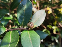 Camellia japonica