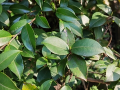 Camellia japonica