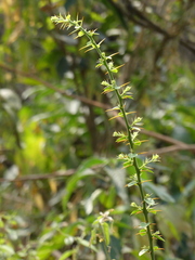 Capparis rotundifolia
