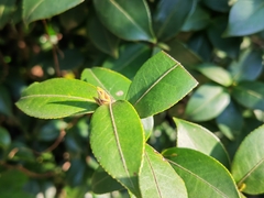 Camellia japonica
