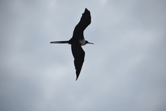 Fregata magnificens