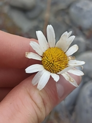 Brachyscome sinclairii