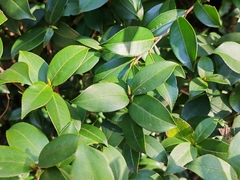 Camellia japonica
