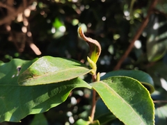 Camellia japonica