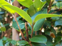 Camellia japonica