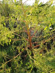 Amaranthus australis