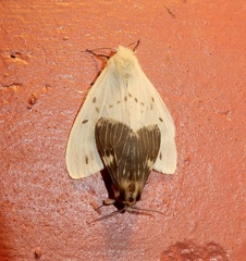 Lemyra