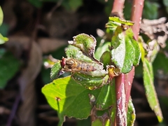 Episyrphus balteatus