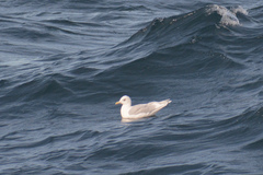 Larus glaucoides kumlieni