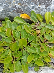 Brachyscome sinclairii