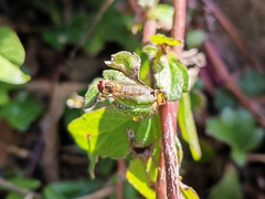 Episyrphus balteatus