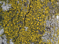 Candelariella xanthostigmoides
