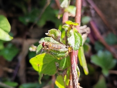 Episyrphus balteatus