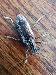 Lacordairina tmesisternoides