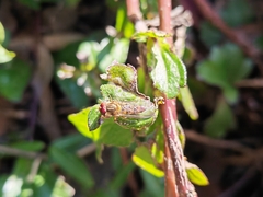 Episyrphus balteatus