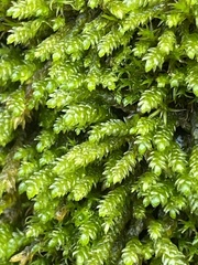 Scleropodium obtusifolium