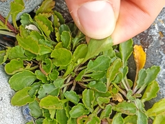 Brachyscome sinclairii