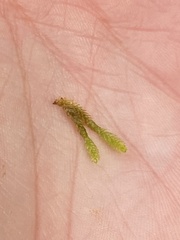 Scleropodium obtusifolium