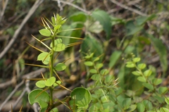 Capparis rotundifolia