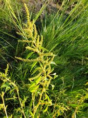 Amaranthus australis