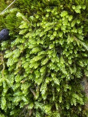 Scleropodium obtusifolium