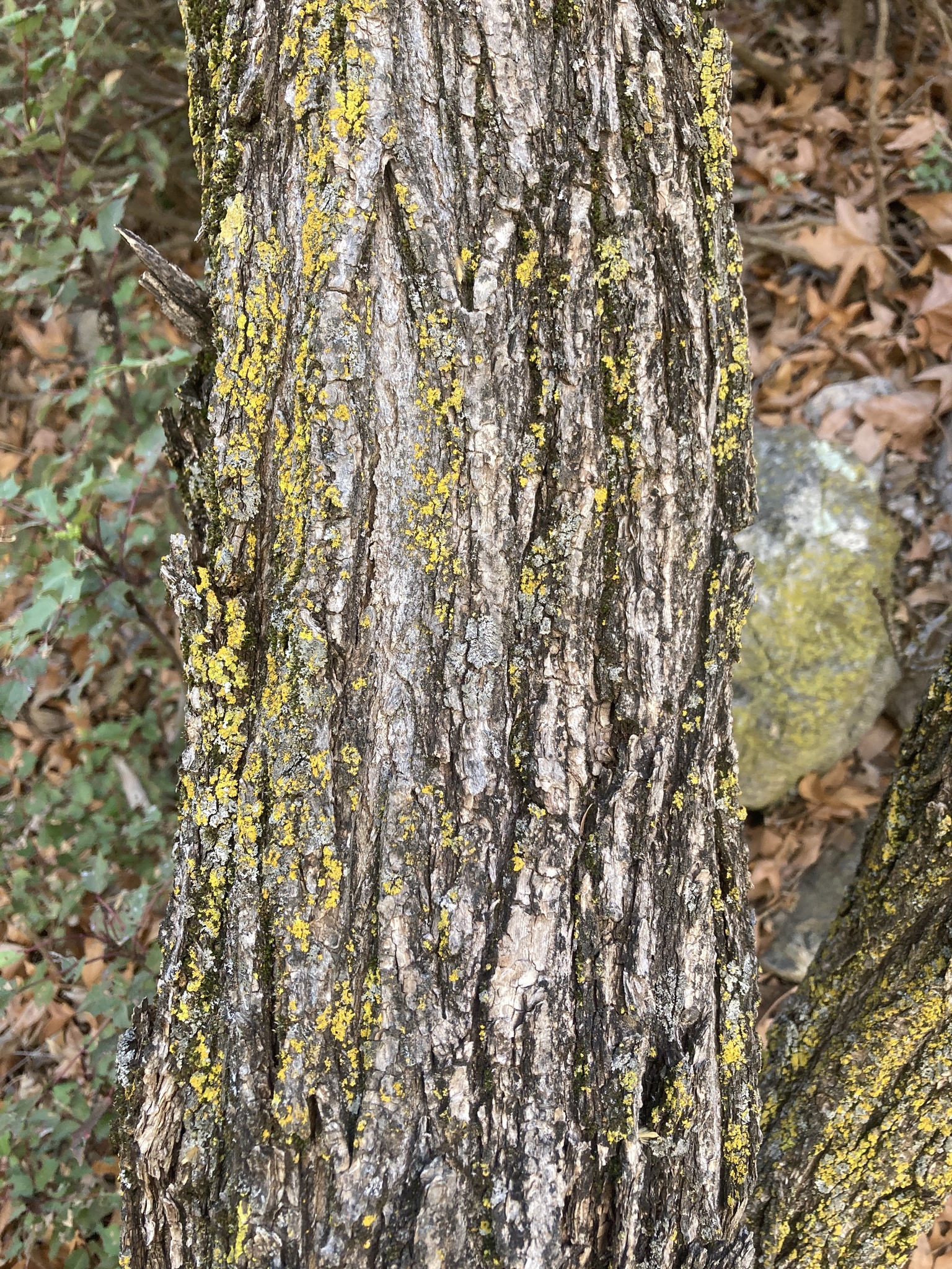 Robinia neomexicana A.Gray