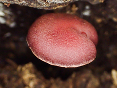 Tubaria punicea