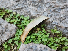Hydrocotyle sibthorpioides