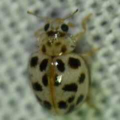 Psyllobora parvinotata