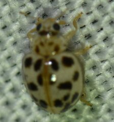 Psyllobora parvinotata