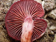 Tubaria punicea