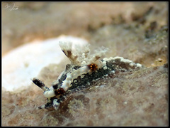 Goniodoris joubini