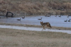 Canis latrans