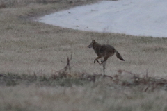 Canis latrans