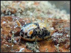 Chromodoris