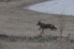 Canis latrans