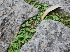 Hydrocotyle sibthorpioides