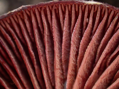 Tubaria punicea
