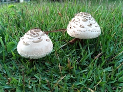 Chlorophyllum molybdites