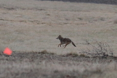 Canis latrans