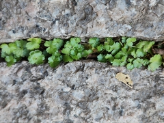 Hydrocotyle sibthorpioides