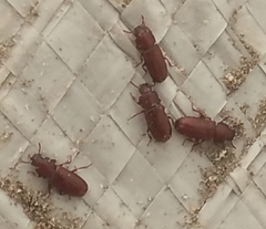 Tenebrionidae