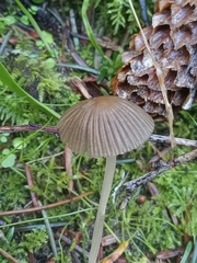 Coprinellus impatiens
